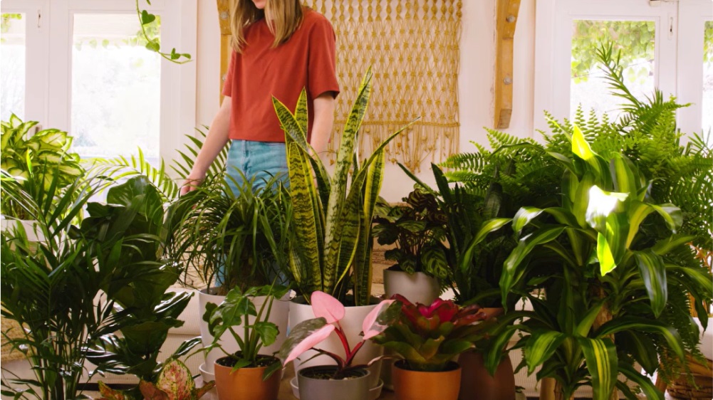 girl with some Plants