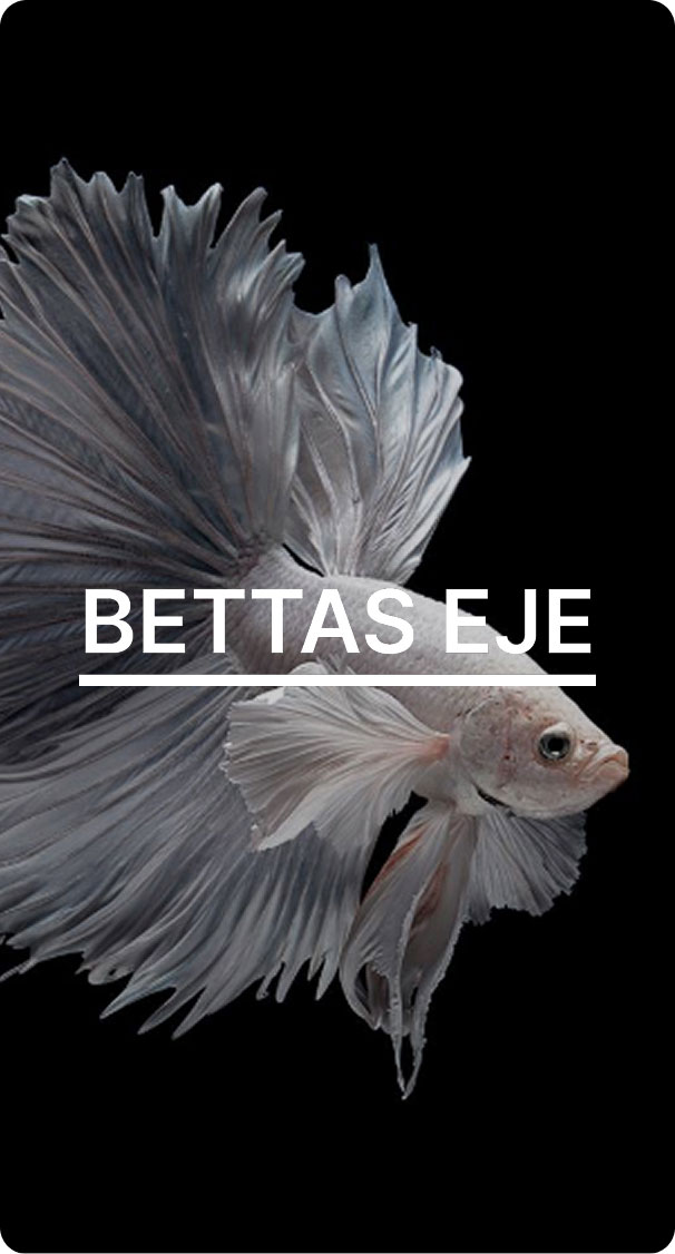Eje Beta Fish-1