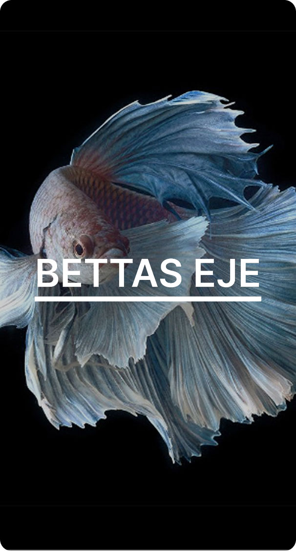 Eje Beta Fish-2