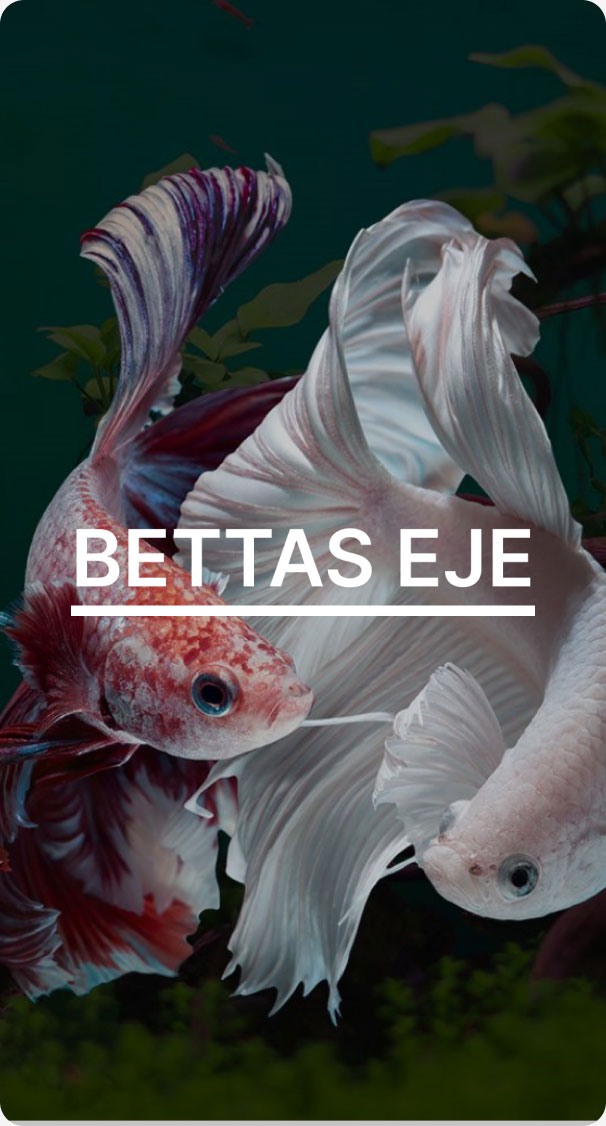 Eje Beta Fish-3