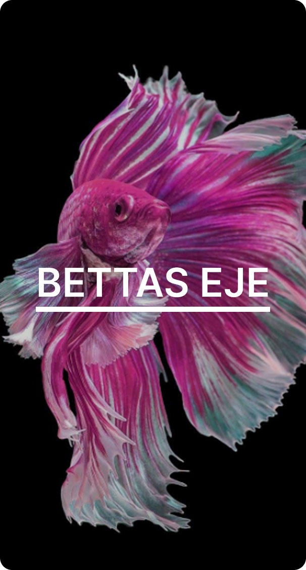 Eje Beta Fish-4