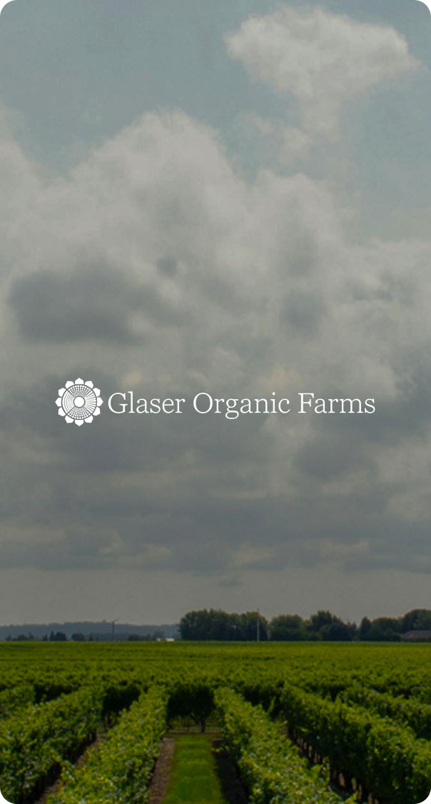 wide view of organic farm fields under cloudy sky with crops in rows