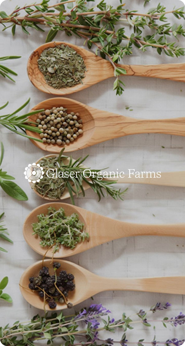 assorted organic herbs and spices in wooden spoons with fresh greenery