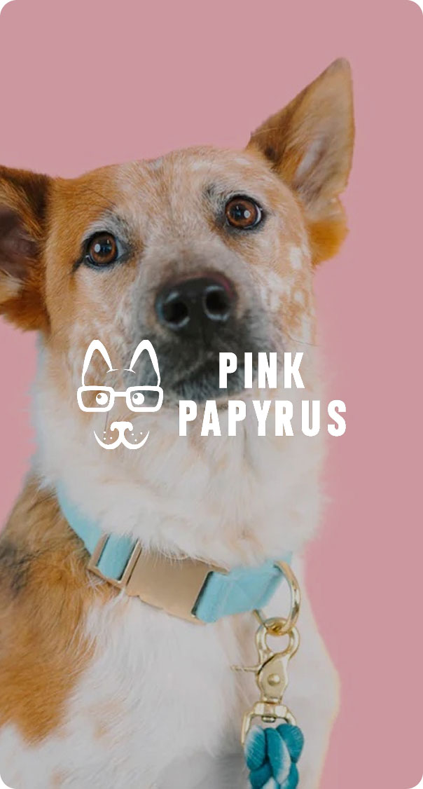 cute dog with collar on pink background looking at camera pet lifestyle image