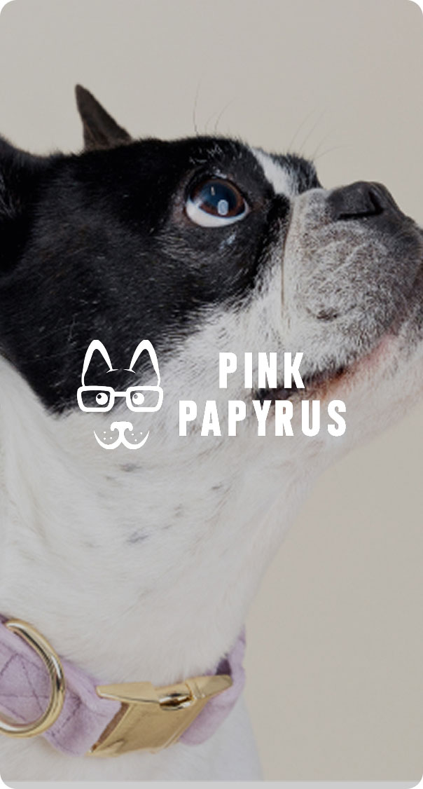 black and white dog close up wearing pastel collar looking upward