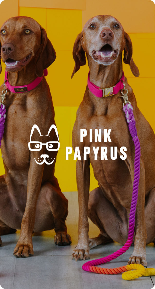 two brown dogs sitting with colorful leashes and collars on yellow background